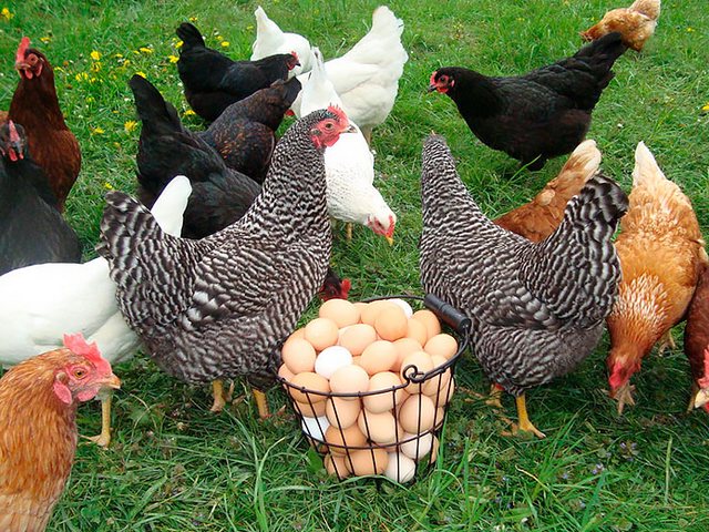 Содержание кур и уход за ними | ЗооТом - продажа, вязка и услуги для животных в Реутове
