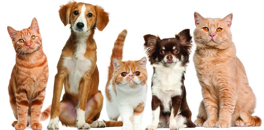 Доска объявлений о животных | ЗооТом - продажа, вязка и услуги для животных в Реутове