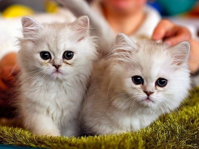 Породы кошек в Реутове | ЗооТом портал о животных