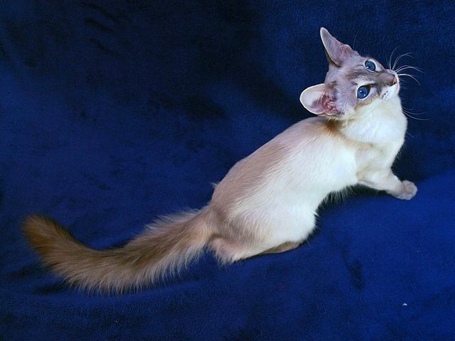 Выведенные породы кошек в Реутове | ЗооТом портал о животных