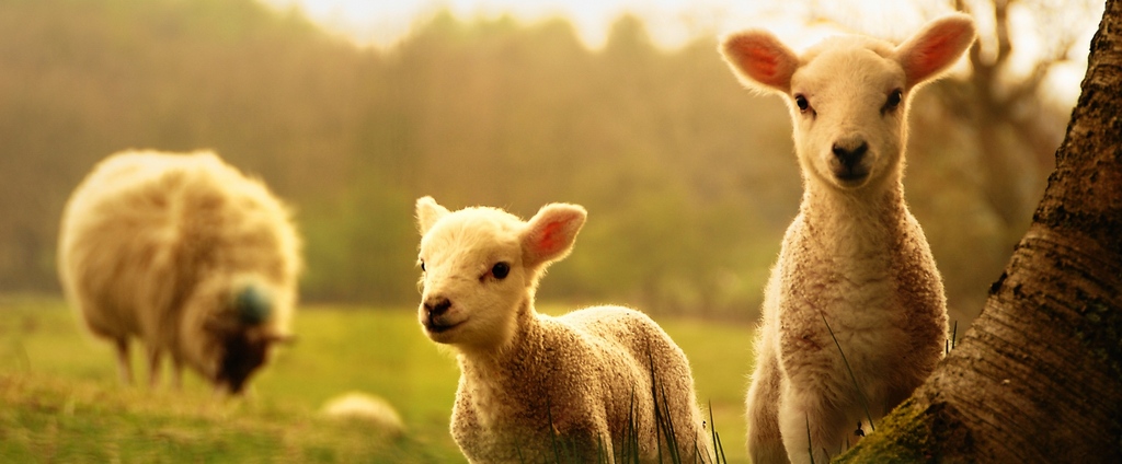 Объявления о сельскохозяйственных животных | ЗооТом - продажа, вязка и услуги для животных в Реутове
