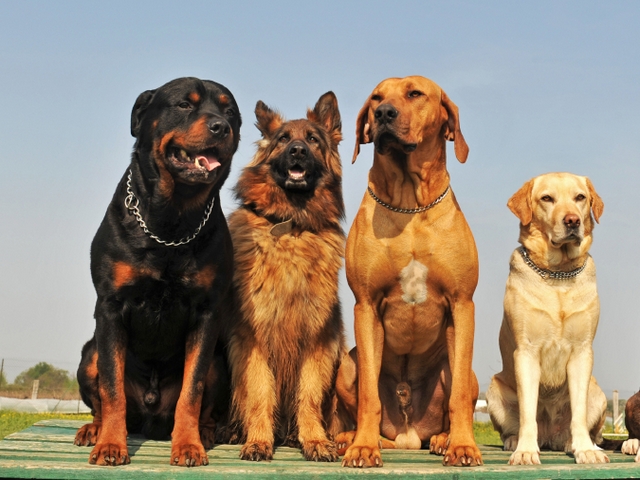 Крупные породы собак в Реутове | ЗооТом портал о животных